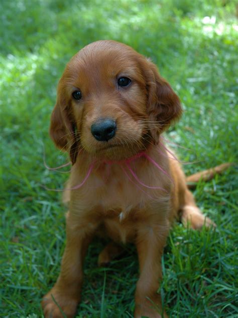 PUPPY CARE CENTER: Irish Setter Puppies Puppy Care Center and The dog breed is a full service ...