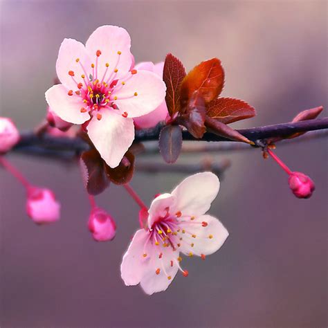 Japanese Cherry Blossom Fragrance Oil - CandleScience