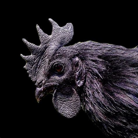 Ayam Cemani - Cemani Farms