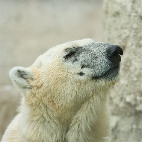 Polar Bear Portrait Free Photo Download | FreeImages