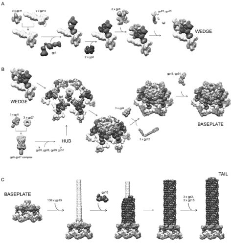 Assembly of the tail of bacteriophage T4 (P. Leiman et al., 2010) | Download Scientific Diagram