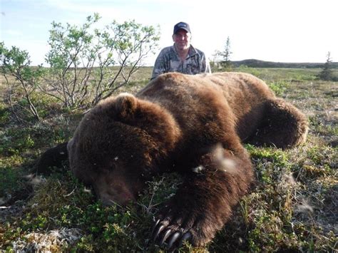 Grizzly Bear Hunting Gallery | Arctic North Guides