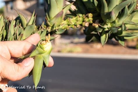 Agave 'Blue Glow' Bulbil Roots | Agave, Agave blue glow, Cacti and succulents