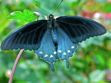 Blue Black Butterfly Photograph by Debra Vatalaro