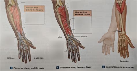 Antebrachial Muscles (Posterior) Diagram | Quizlet