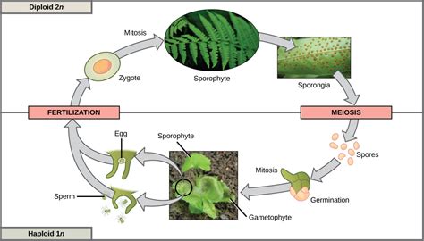 Plant Growth and Reproduction | The Biology of Sex and Death (Bio 1220)