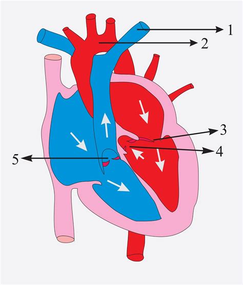 The diagram given represents the human heart in one phase of its ...