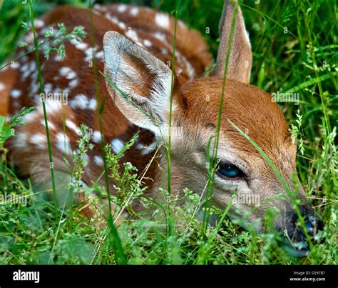 White-tailed Deer Fawn Stock Photo - Alamy