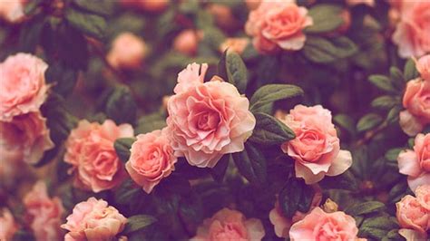 Vintage Pink Roses Wallpaper