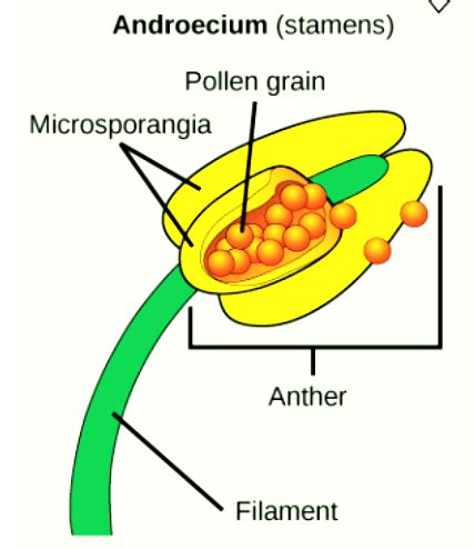 Androecium: Definition, Components and Types