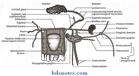 Nose And Paranasal Sinuses Short Question And Answers - BDS Notes