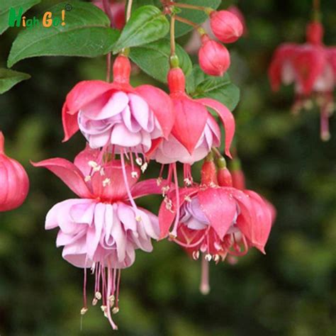 Hot sale!High Germination rate Purple Double Petals Fuchsia Seeds Potted Flower Seeds Potted ...