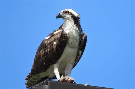 Scottish Birds | Scottish Birds of Prey & Garden Birds | Highland Titles