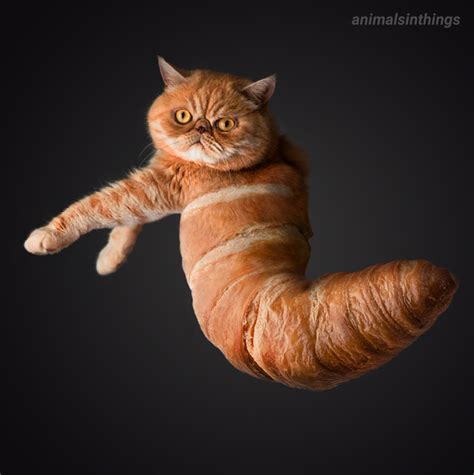 Feeling Croissant Super Funny Memes Cat Memes Funny Cat Memes | Images ...