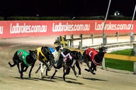 Watch Live Greyhound Racing With Sportsbet