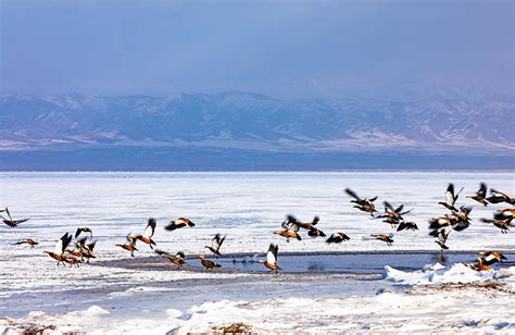 Qinghai Lake Weather - Seasonal Scenery & Best Time to Visit