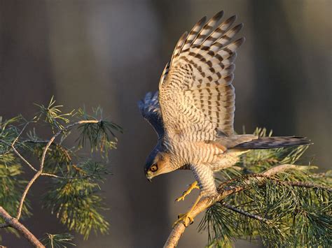 Sparrowhawk Hunting (Behaviour, Prey, Techniques + FAQs) | Birdfact