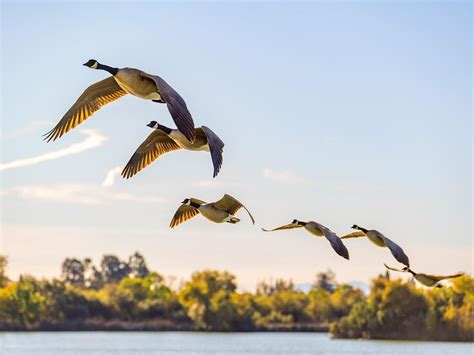 Bird Migration: A Closer Look at Feathered Nomads | Birdfact