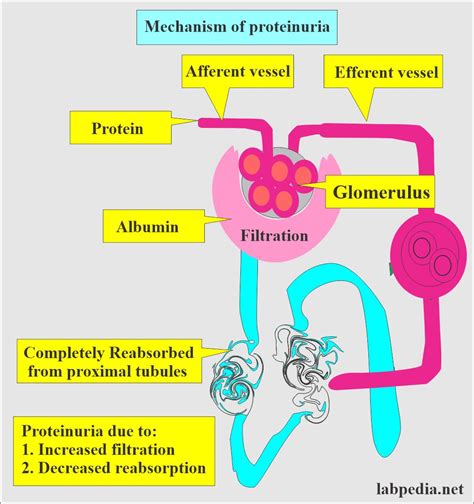 What Does High Protein In Urine Mean at Anthony Champion blog