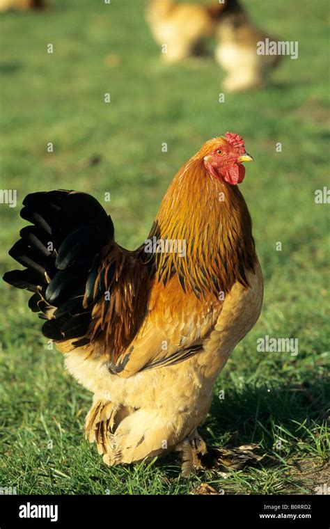 Domestic Chicken (Gallus gallus domesticus), breed: Brahma, cock Stock ...