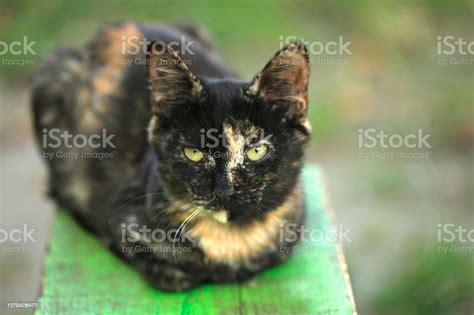 Portrait Of Wild Fluffy Cat Stock Photo - Download Image Now - Animal ...