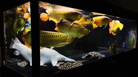 9 Giant Arowana in Monster Fish Tank | Happiest Monster Cichlids Tank ...