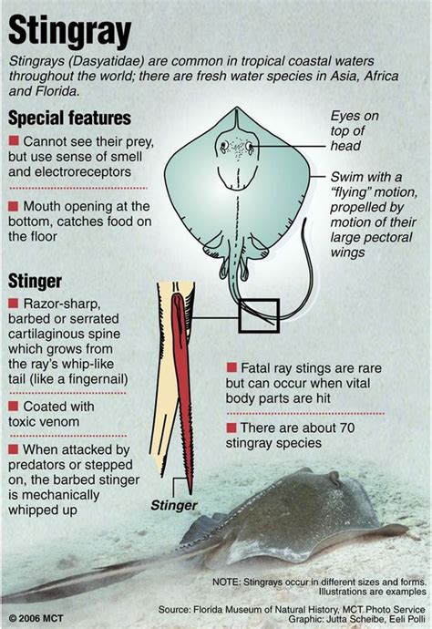 Warning after three swimmers stung by stingrays at Wategos | Northern Star