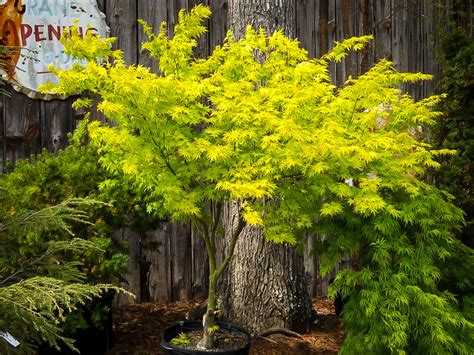 Orange Dream Japanese Maple Trees For Sale | The Tree Center™