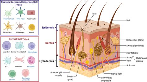 Simplified 3D model of skin, along with most cell types commonly found... | Download Scientific ...