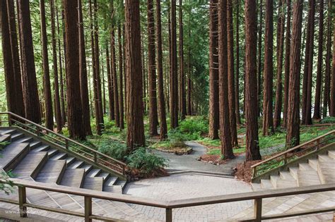 UC Berkeley Botanical Garden Wedding Venue | Mather Redwood Grove