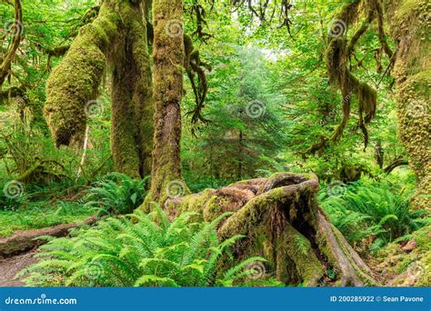 Hoh Rainforest of Olympic National Park, Washington, USA Stock Photo - Image of plants, lush ...