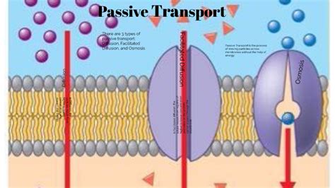 Passive Transport by Hunter Ridgley on Prezi