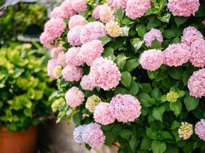 Choosing A Pink Hydrangea Bush - Varieties Of Pink Hydrangea