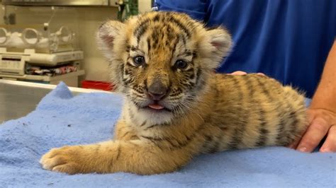 Cute Bengal Tiger Cubs