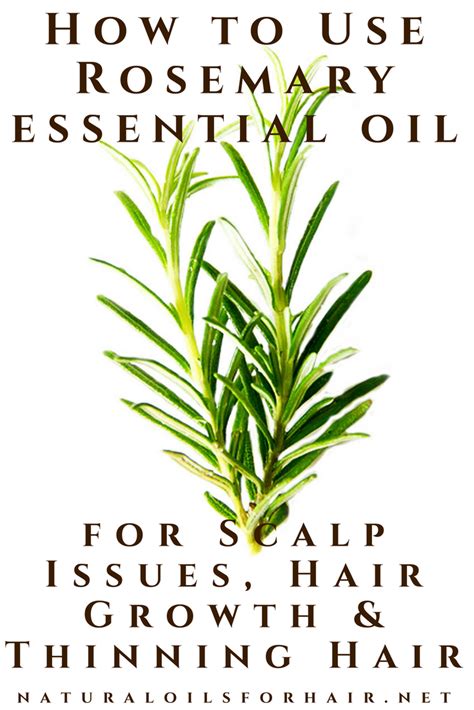 Apply Rosemary Oil for Scalp Issues, Hair Growth & Thinning Hair ...