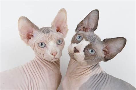 Sphynx Cat: Pictures, Personality, and How to Care for Your Sphynx Cat