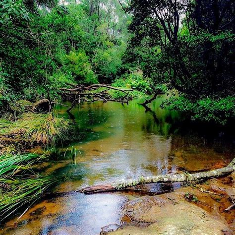 Australia Swamp Photograph by Mona Archuleta-Jones - Fine Art America