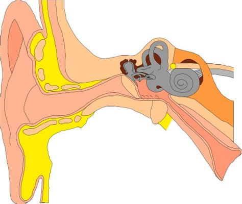 Ear Diagram Clip Art - ClipArt Best