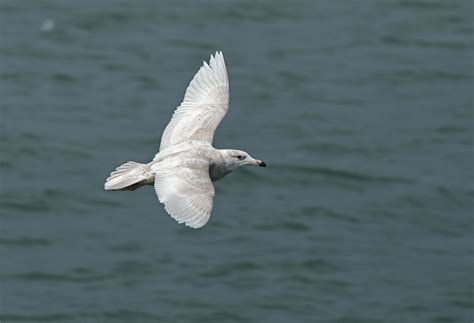 Glaucous Gull | Audubon Field Guide