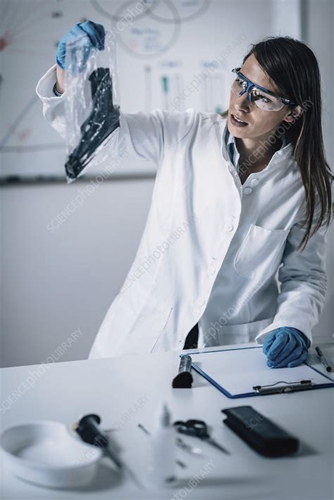 Forensics expert examining crime scene evidence - Stock Image - F024/4944 - Science Photo Library