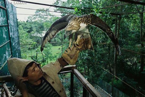 Philippine Eagle.jpg | Tim Laman's Wildlife Photo Archive