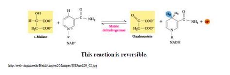 Solved Malate dehydrogenase is important in | Chegg.com