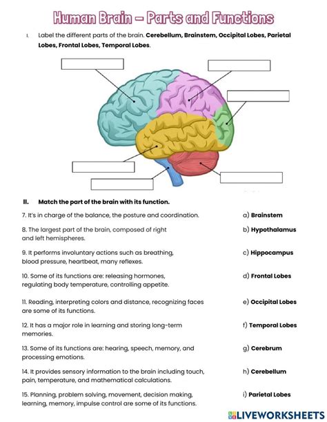 Parts Of The Brain Ppt