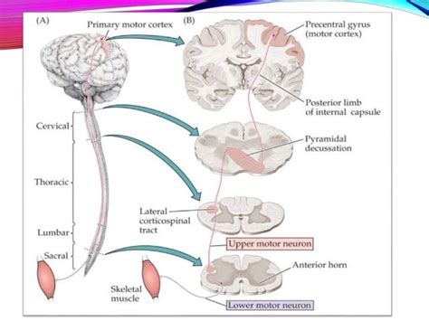 Upper and Lower motor neuron lesions