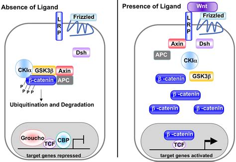 Wnt signaling pathway