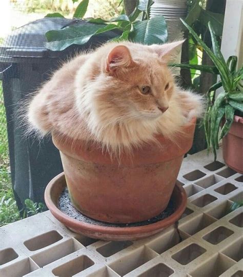 Flower pot cats | Cat plants, Cute cats, Cats