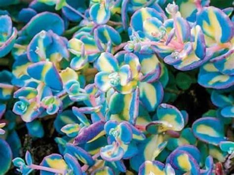 5 Best Blue House Plants (With Pictures) | Gardenine