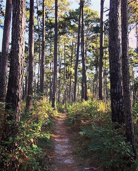 Hiking in the Sam Houston National Forest. So many memories made here! | Travel vibes, Places to ...