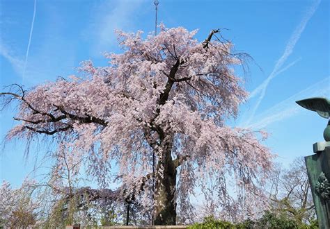 Maruyama Park - Japan Cherry Blossom Guide | japanese cherry blossom festival