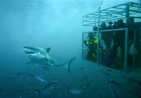Great White Shark Cage Diving, South Australia - Shark Diving - Dive Discovery